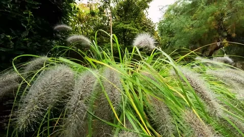 Raindrops on the grass plumes. Video stock 235158439