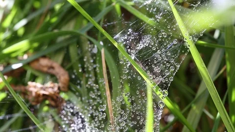 Raindrops in the grass on the web Video stock 70511472