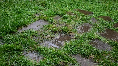 Raindrops on a grassy sidewalk Stock Footage 116662862