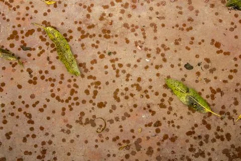 Raindrops on a gray-red surface and green leaves. Stock Photos