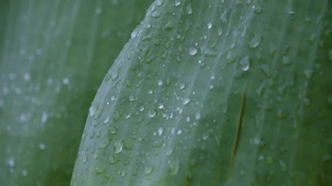 Raindrops On Green Banana Leaf Video stock 338358032
