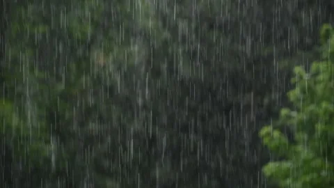 Raindrops on a green forest background Stock Footage 339662728