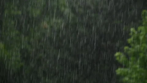 Raindrops on a green forest background Stock Footage 339663369