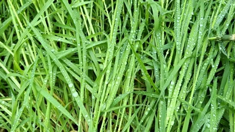 Raindrops on green grass after a heavy downpour. Stock Footage 239830140