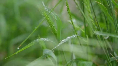 Raindrops on Green Grass Blades After Rainfall Macro Close Up Stock Footage 341763045