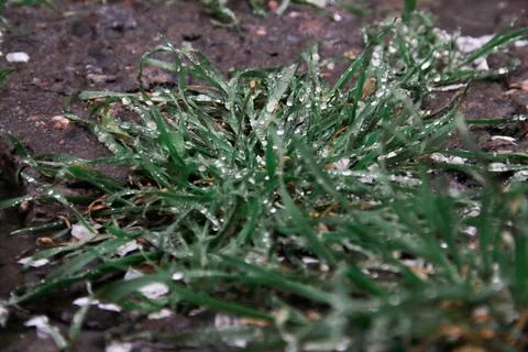 Raindrops on green grass. Stock Photos
