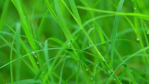 Raindrops on green grass in rainfall Stock Footage 322726304