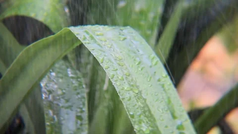 Raindrops on a Green Leaf in Close-up Stock Footage 314821251