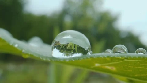 Raindrops on Green Leaf Close Up Stock Footage 345651147