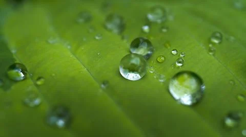 Raindrops on a green leaf close-up. Water drops on a plant close-up. Stock Photos