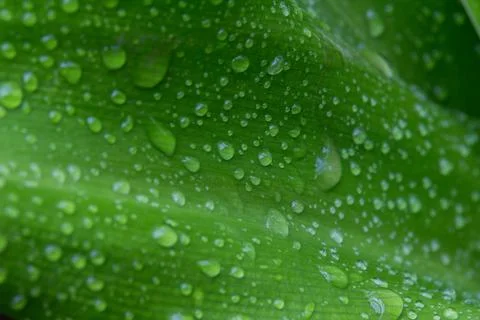 Raindrops on a green leaf - closeup 写真素材