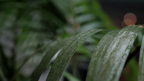 Raindrops on a green leaf during the rain. Stock Footage 235735497
