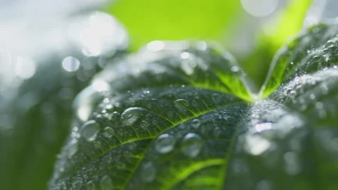 Raindrops on a green leaf Stock Footage 195855044