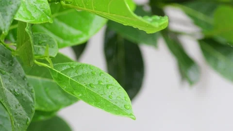 Raindrops on green leaf Stock Footage 207439224