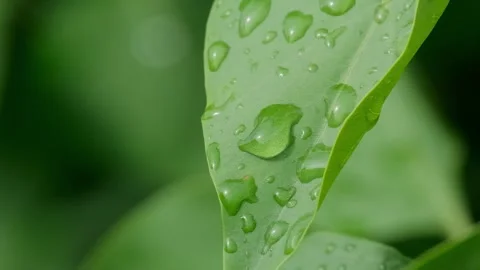 Raindrops on Green Leaf Macro Morning Dew Nature Video Video stock 337188293