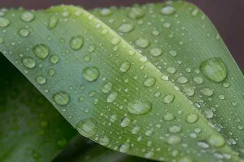Raindrops on a green leaf - macro Stock Photos