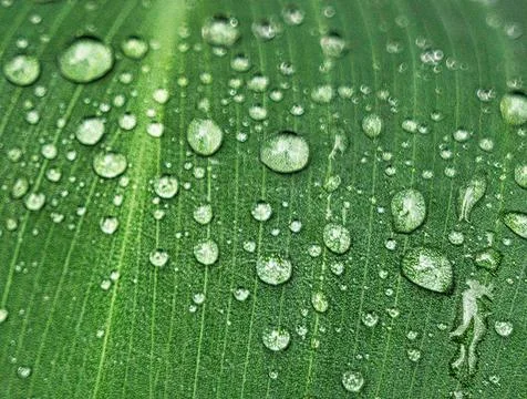 Raindrops on a green leaf, macro shot Stock Photos