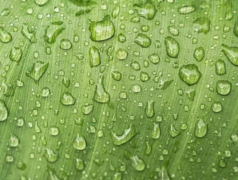 Raindrops on a green leaf, macro shot Stock Photos