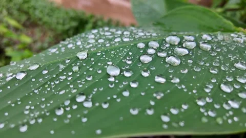 Raindrops on green leaf at park. Stock Footage 285411264