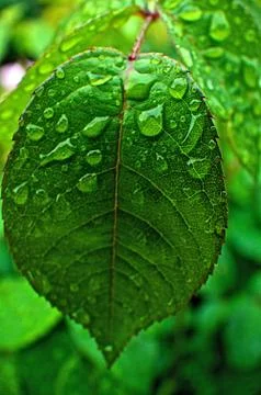 Raindrops on green leaf Stock Photos