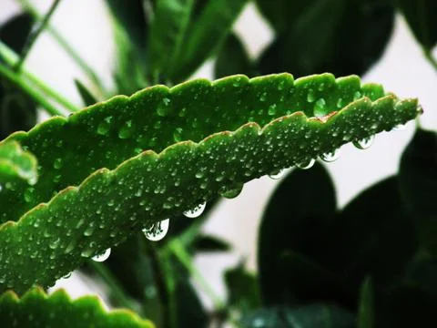 Raindrops on green leaf Photos