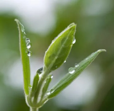 Raindrops on a green leaf Stock Photos