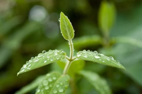 Raindrops on a green leaf Stock Photos