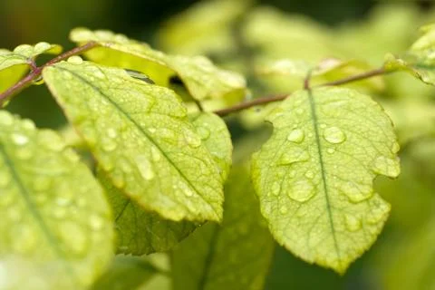 Raindrops on a green leaf Stock Photos