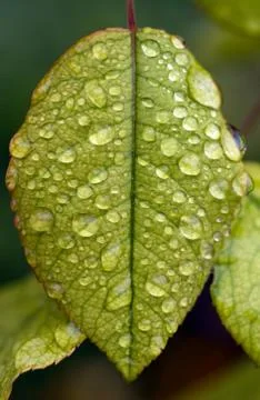 Raindrops on a green leaf Foto stock