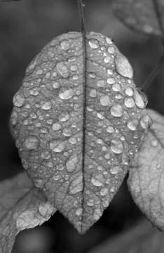 Raindrops on a green leaf Stock Photos