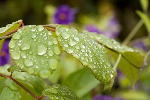 Raindrops on a green leaf Stock Photos