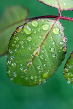Raindrops on a green leaf Stock Photos