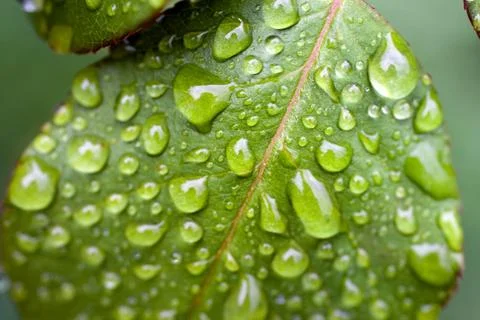Raindrops on a green leaf Stock Photos