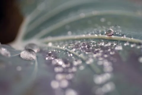 Raindrops on a green leaf Foto stock