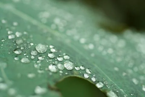Raindrops on a green leaf Stock Photos
