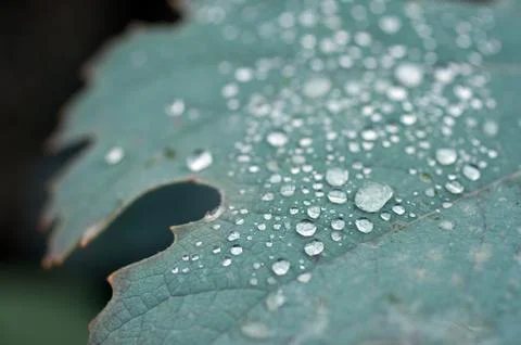 Raindrops on a green leaf Stock Photos