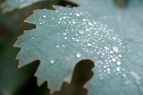 Raindrops on a green leaf Stock Photos