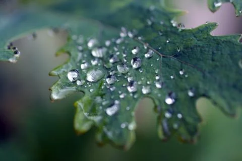 Raindrops on a green leaf Stock Photos