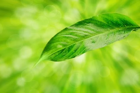 Raindrops on a green leaf Stock Photos