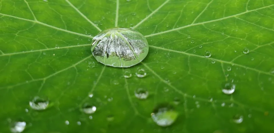 RAINDROPS ON A GREEN LEAF Stock Photos