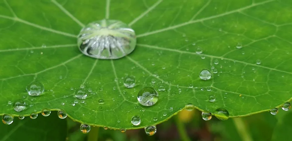 RAINDROPS ON A GREEN LEAF Stock Photos