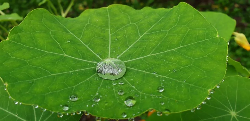 RAINDROPS ON A GREEN LEAF Stock Photos