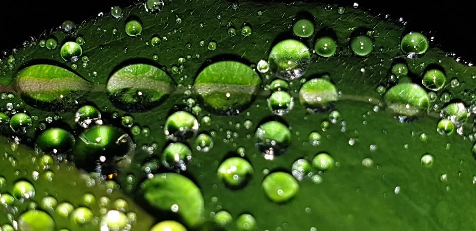RAINDROPS ON A GREEN LEAF Stock Photos