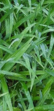RAINDROPS ON A GREEN LEAF Stock Photos