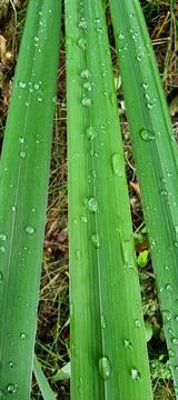 Raindrops on a green leaf Stock Photos
