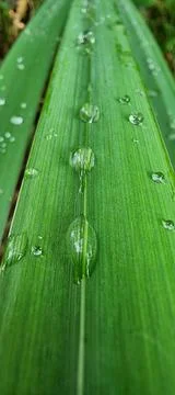 Raindrops on a green leaf Stock Photos
