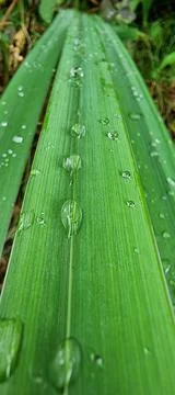 Raindrops on a green leaf Stock Photos
