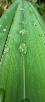 Raindrops on a green leaf Stock Photos