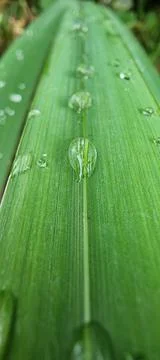 Raindrops on a green leaf Foto stock