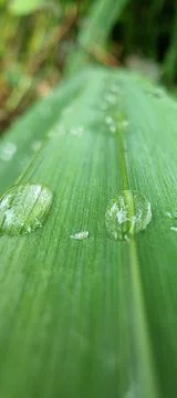 Raindrops on a green leaf Foto stock